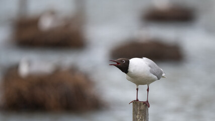 Larus ridibundus - Black-headed Gull - Mouette rieuse
