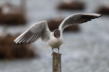 Larus ridibundus - Black-headed Gull - Mouette rieuse