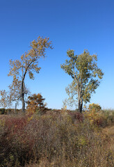Two cottonwood trees, one leaning, in autumn at Illinois Beach State Park in Zion