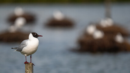 Fototapeta premium Larus ridibundus - Black-headed Gull - Mouette rieuse