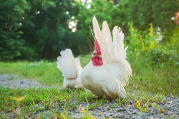 A Pair of Free Range  Thai White Bantam Standing on the yard.