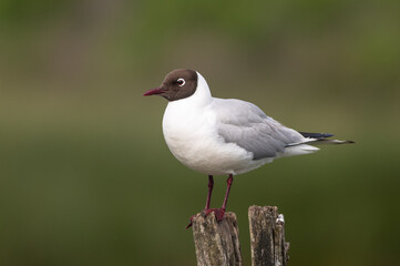 Larus ridibundus - Black-headed Gull - Mouette rieuse