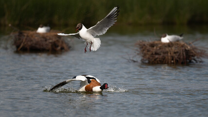 Larus ridibundus - Black-headed Gull - Mouette rieuse