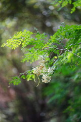 Moringa , leaves ,flowers and  fruits on its tree.