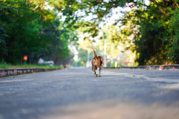 Fototapeta premium An adorable beagle dog is standing with his back to the camera on a quiet road.