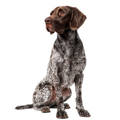 German Shorthaired Pointer Dog Sitting on White Background