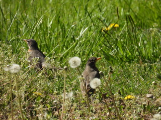 A pair of hungry, American robins, searching a grassy meadow for insects and worms to eat. Middle Creek Wildlife Management Area, Lancaster County, Pennsylvania.