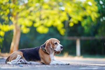Beagle Dog Resting Peacefully on a Sunlit Path Surrounded by Nature