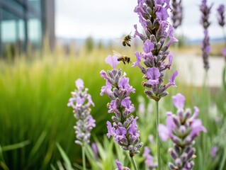 Fototapeta premium Bees pollinating lavender flowers in a garden