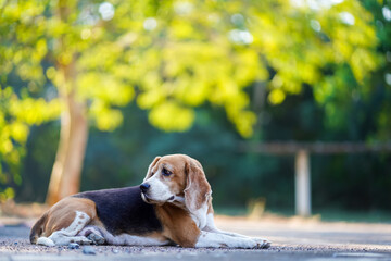Beagle Dog Resting Peacefully on a Sunlit Path Surrounded by Nature