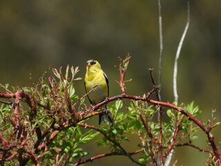 A male, American goldfinch, perched on a briar branch within the woodland forest of the Middle Creek Wildlife Management Area, Lancaster County, Pennsylvania.