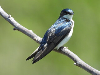 Obraz premium A tree swallow perched on a branch. Middle Creek Wildlife Management Area, Lancaster County, Pennsylvania. 
