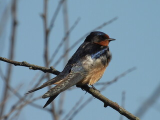 A barn swallow perched on a branch within the Middle Creek Wildlife Management Area, Lancaster County, Pennsylvania.