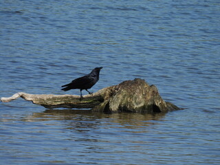 A common raven enjoying a beautiful spring day within the Middle Creek Wildlife Management Area, Lancaster County, Pennsylvania.