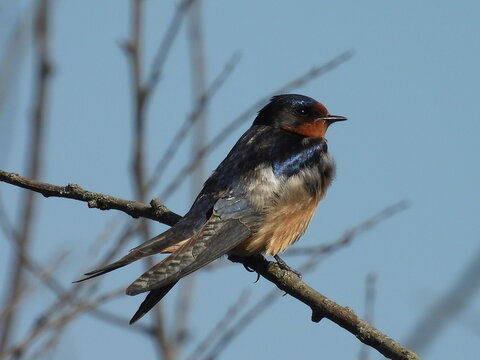 A barn swallow perched on a branch within the Middle Creek Wildlife Management Area, Lancaster County, Pennsylvania.