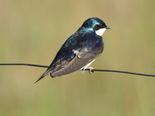 A tree swallow perched on a metal wire. Middle Creek Wildlife Management Area, Lancaster County, Pennsylvania
