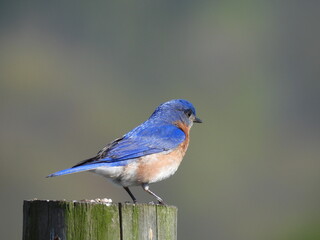 Eastern bluebird perched on a wooden post, within the Middle creek Wildlife Management Area, Lancaster County, Pennsylvania.