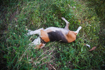 Resting Beagle lies Calmly in a Tranquil Green Grass Field