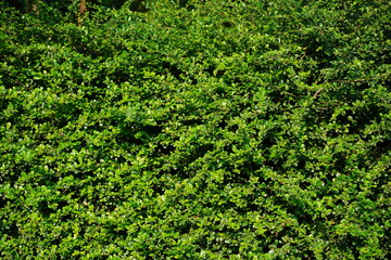 Lush Green Hedge With Dense Foliage in Bright Sunlight