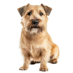 Adorable Cairn Terrier Mix Sitting on White Background