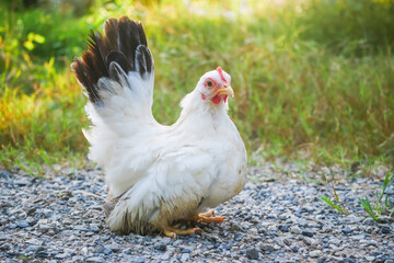 Free Range Female  Thai White Bantam Black Tail Standing on the yard.