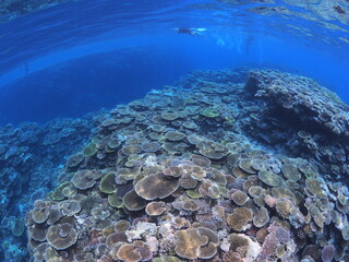 沖縄の美しいサンゴ礁の海でシュノーケル