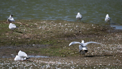 Larus ridibundus - Black-headed Gull - Mouette rieuse