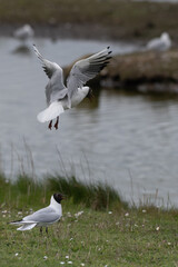 Larus ridibundus - Black-headed Gull - Mouette rieuse