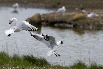 Larus ridibundus - Black-headed Gull - Mouette rieuse