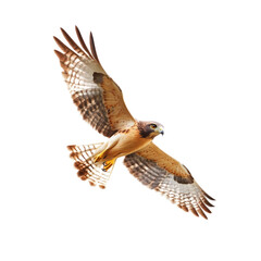 Fototapeta premium Ferruginous Hawk in Flight