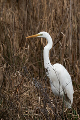 Fototapeta premium Great egret (Ardea alba) standing in a field.