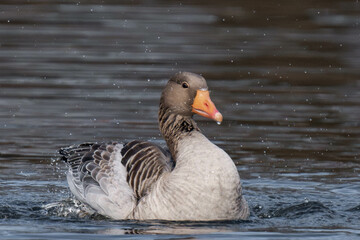 Greylag goose or graylag goose (Anser anser) splashing around to clean its feathers.