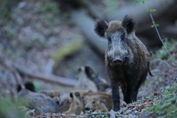 Dzik, (Sus scrofa), wild boar, boar  © Bartosz Rakoczy