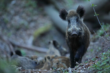 Dzik, (Sus scrofa), wild boar, boar  © Bartosz Rakoczy