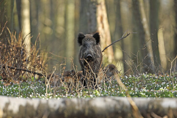 Dzik, (Sus scrofa), wild boar, boar  © Bartosz Rakoczy