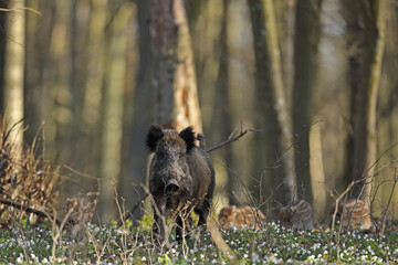 Dzik, (Sus scrofa), wild boar, boar  © Bartosz Rakoczy