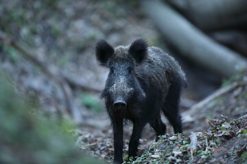 Dzik, (Sus scrofa), wild boar, boar  © Bartosz Rakoczy