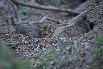 Dzik, (Sus scrofa), wild boar, boar  © Bartosz Rakoczy