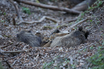 Dzik, (Sus scrofa), wild boar, boar  © Bartosz Rakoczy