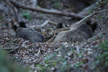Dzik, (Sus scrofa), wild boar, boar  © Bartosz Rakoczy