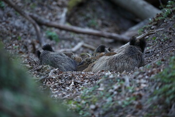 Dzik, (Sus scrofa), wild boar, boar  © Bartosz Rakoczy