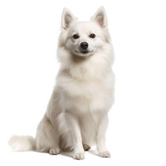 Obraz premium White fluffy dog sitting on white background.