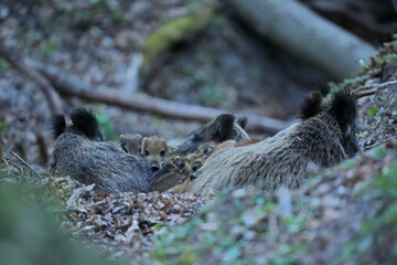Dzik, (Sus scrofa), wild boar, boar  © Bartosz Rakoczy