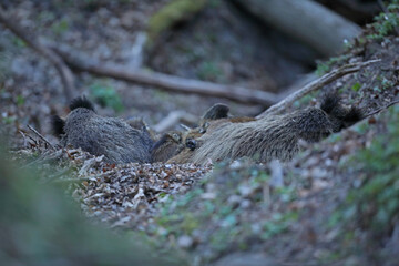 Dzik, (Sus scrofa), wild boar, boar  © Bartosz Rakoczy