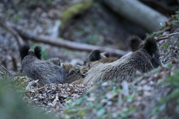 Dzik, (Sus scrofa), wild boar, boar  © Bartosz Rakoczy