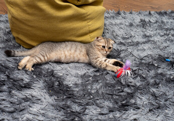Kitten girl Scottish fold, pet in the apartment, small gray cat.