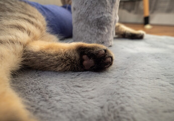 Kitten girl Scottish fold, pet in the apartment, small gray cat.