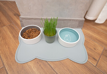 Cat food with grass in a plate in the apartment, pet food. Drinking water for animals in ceramics