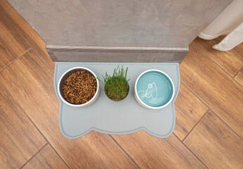 Cat food with grass in a plate in the apartment, pet food. Drinking water for animals in ceramics
