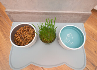 Cat food with grass in a plate in the apartment, pet food. Drinking water for animals in ceramics